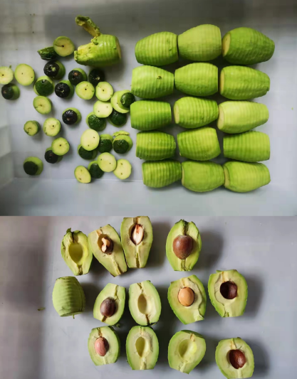 fruit pitting machine